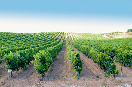 Busrundreise Sardinien Wein & Kultur Busrundreise Sardinien Wein & Kultur